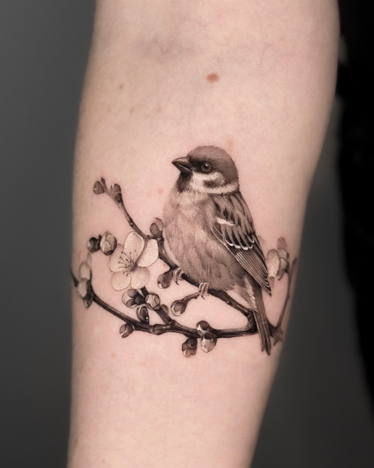 A realistic black and grey sparrow tattoo perched on a flowering branch on a person's arm.